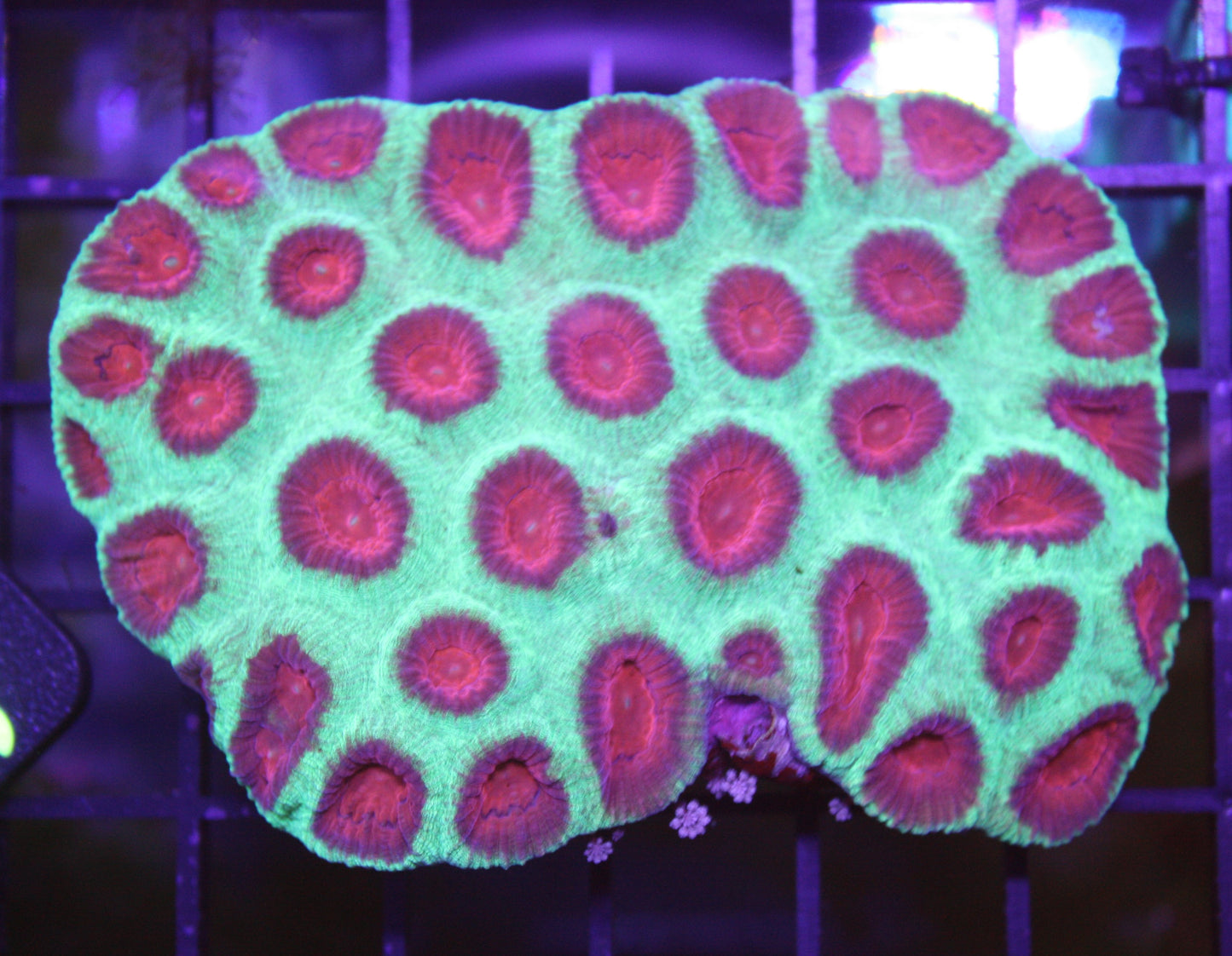 Christmas Favia Coral – Ultra Red & Green WYSIWYG