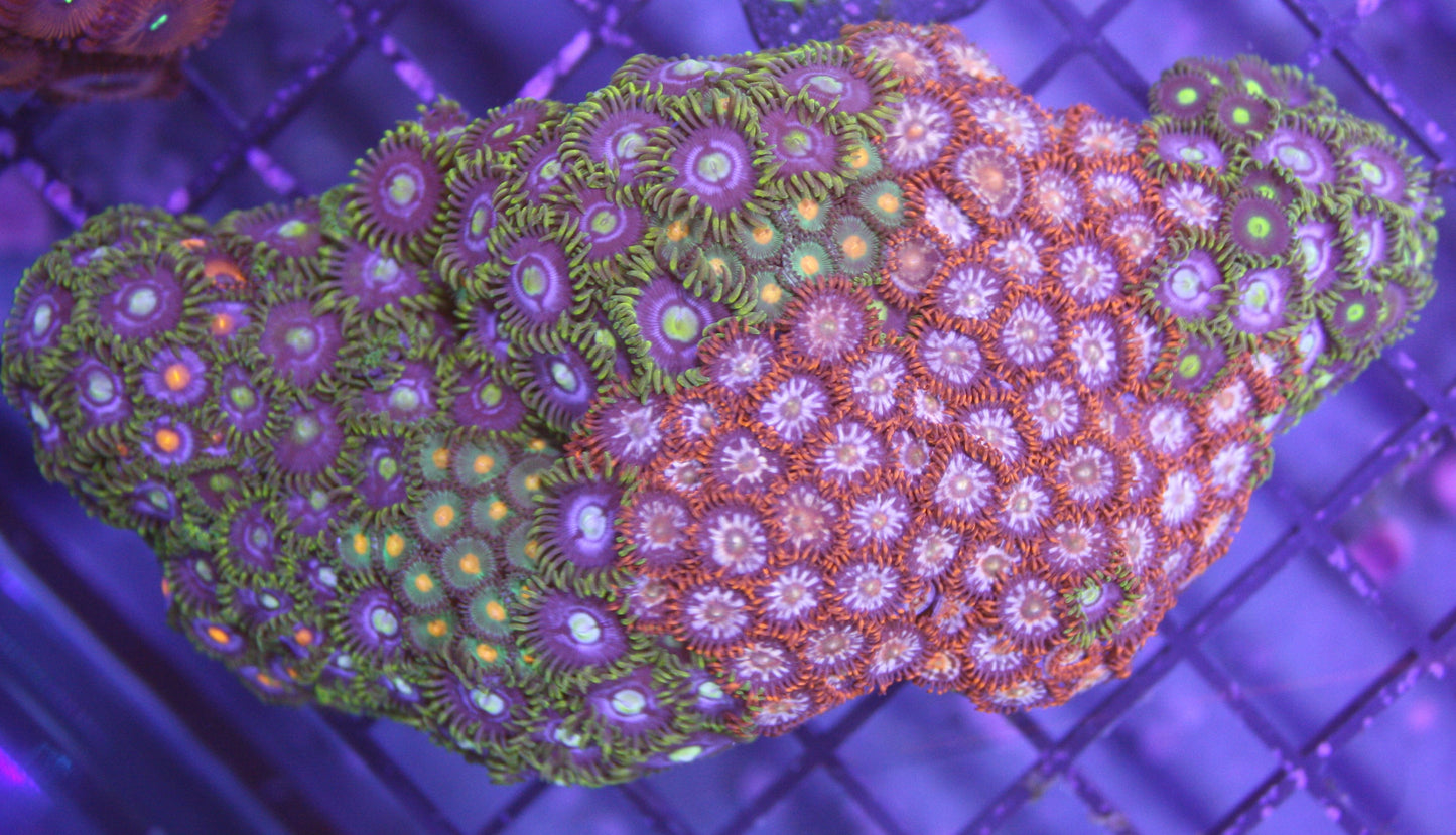 Mixed Zoa Garden Rock – Premium WYSIWYG