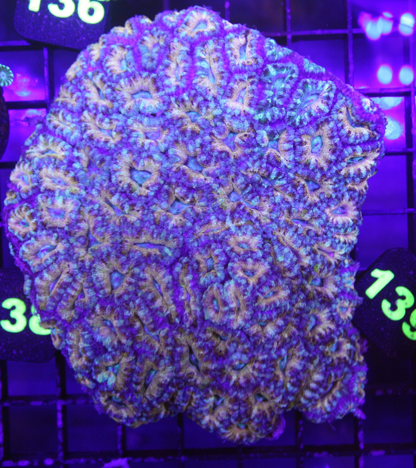Rainbow Acan Colony – Ultra WYSIWYG