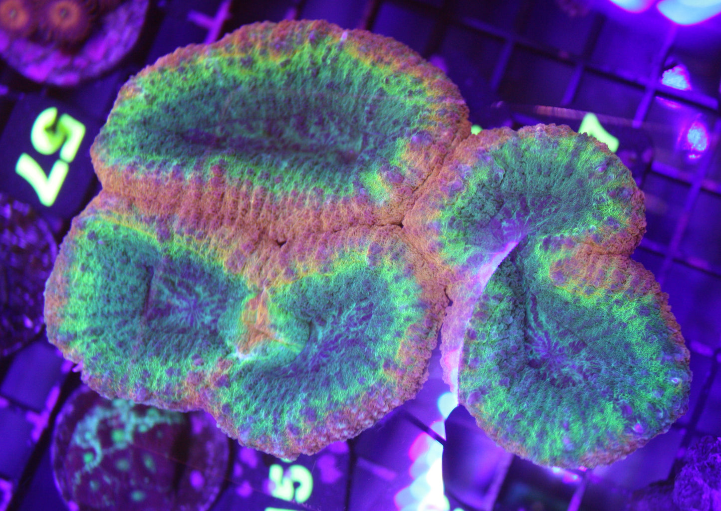 Lava Bloom Lobophyllia – WYSIWYG Ultra Rainbow
