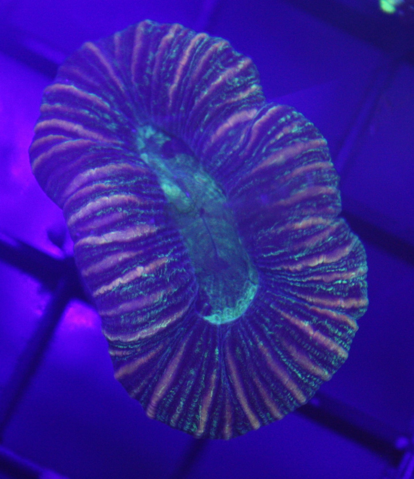 Trachyphyllia Coral – Classic Grade