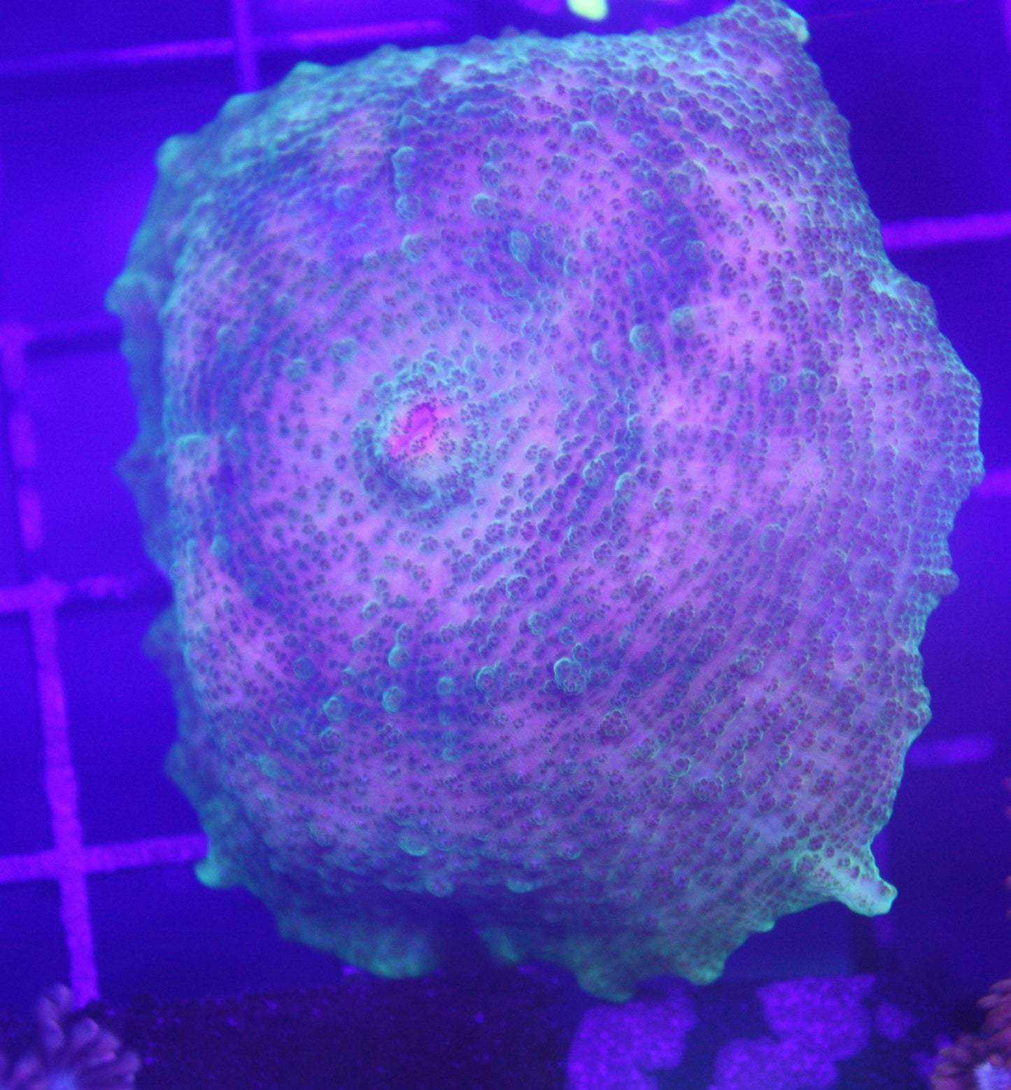 Neglectus Mushroom Coral (Rhodactis sp.)