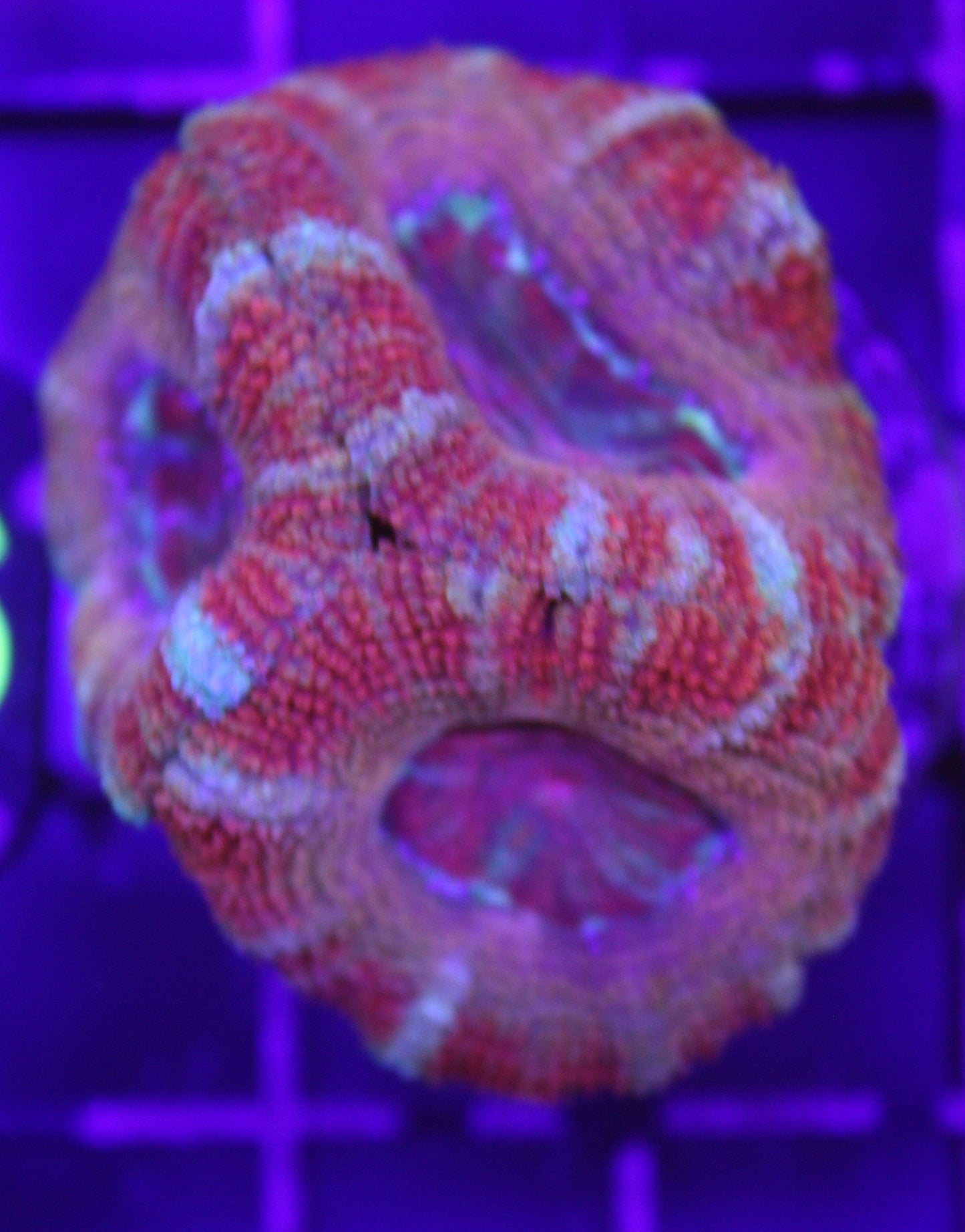 Cotton Candy Acan Lord – LPS Frag