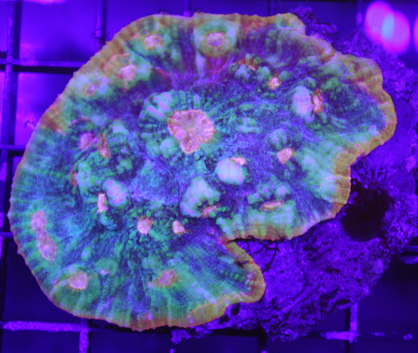 Solar Storm Chalice Coral – LPS Eye-Catcher