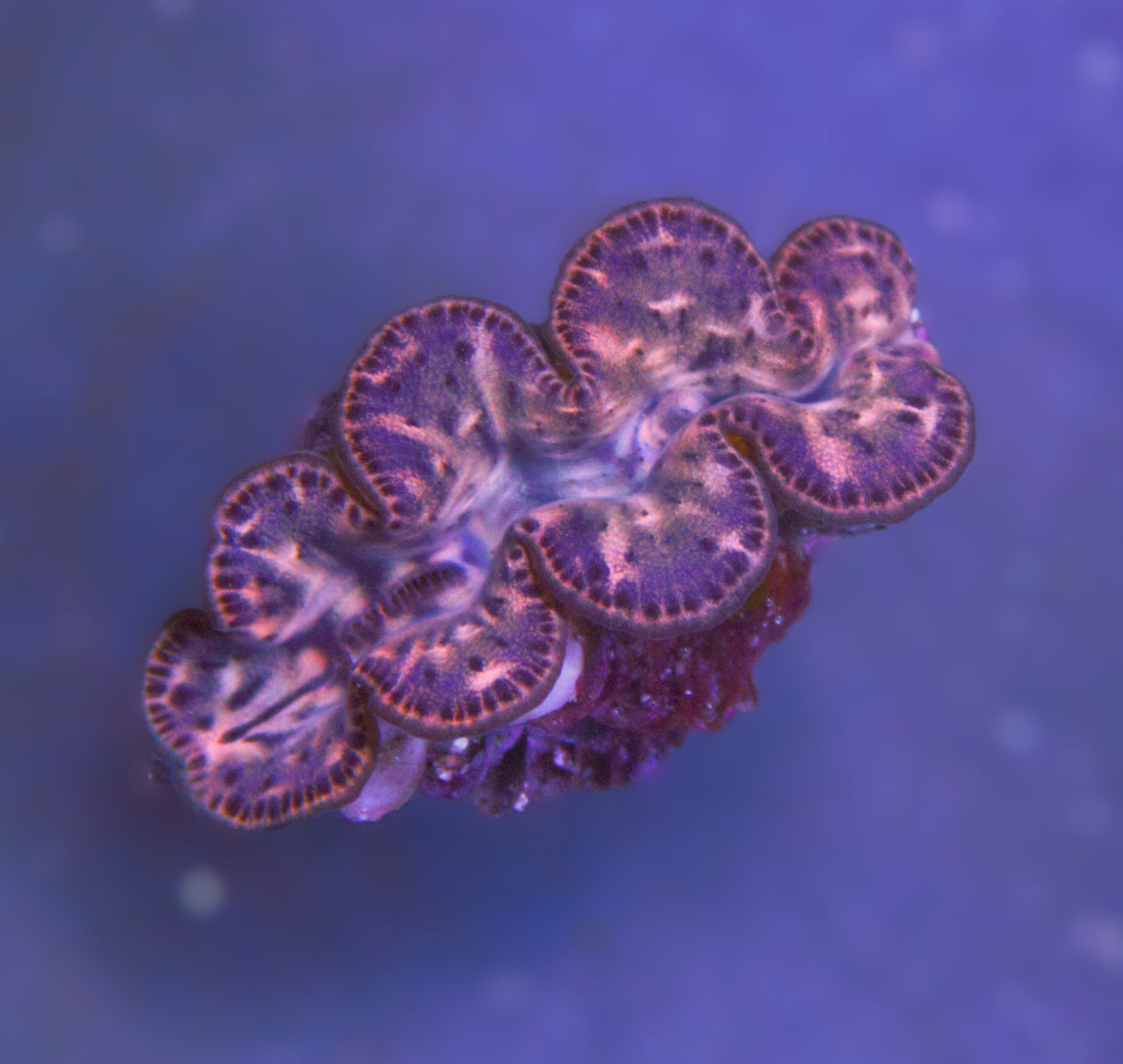 Gold Maxima Clam (Tridacna maxima) (Approximately 1.5 Inch)