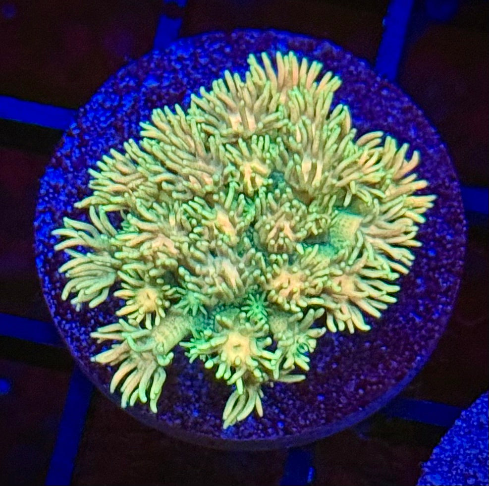 RSR Bayou Butterscotch Goni