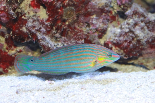 Melanurus Wrasse