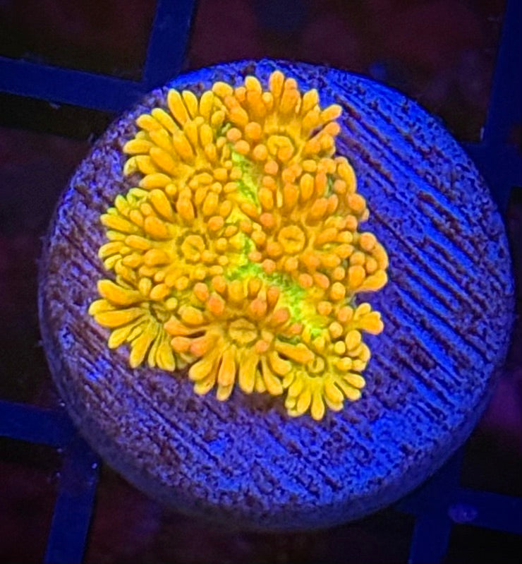 RSR Citrus Flame Goni
