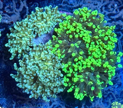 Indo Branching Frogspawn Colony