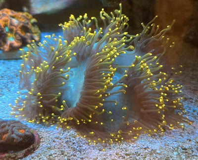 LPS Corals