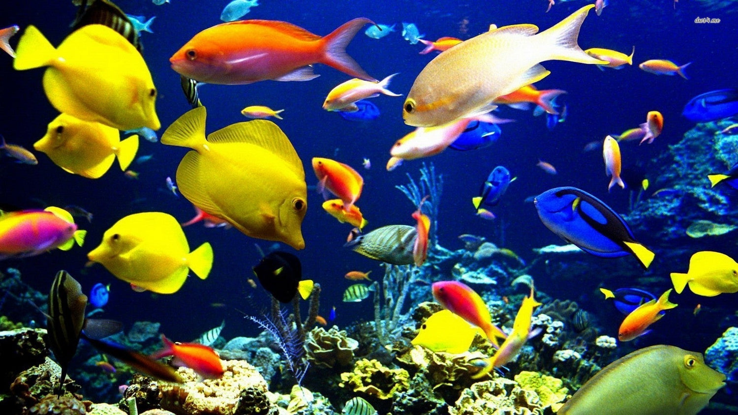 Saltwater Fish Collection