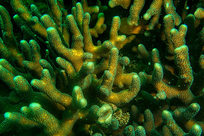 SPS Coral Collection