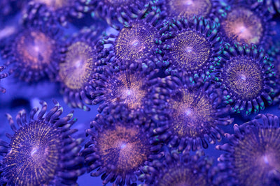 Zoas/Softies