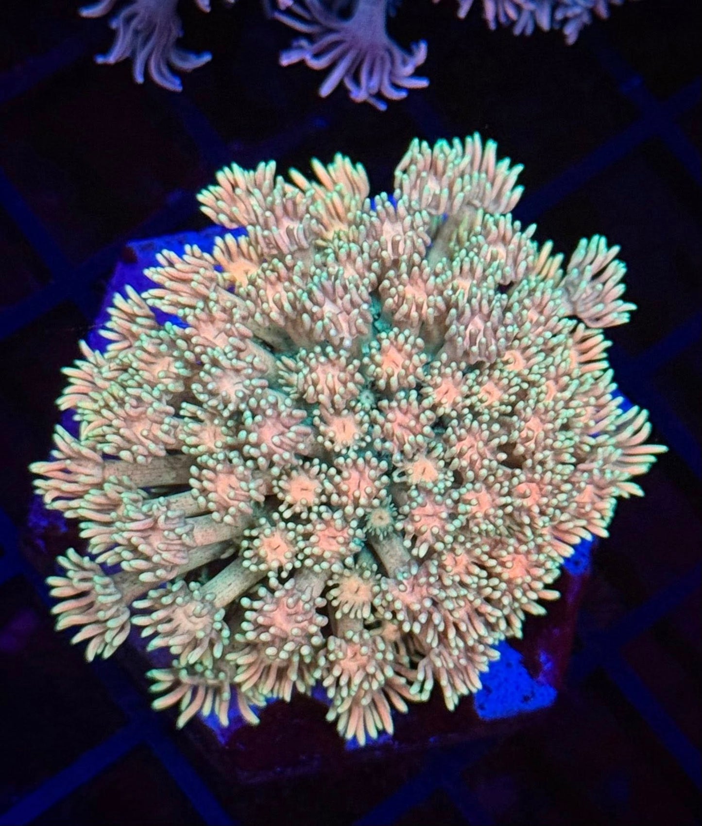 RSR Sunset Sprinkles Goni (Goniopora)