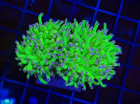 2-Head Cotton Candy Torch (Euphyllia glabrescens) — WYSIWYG