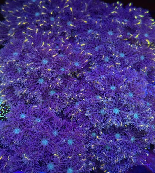 Gold Clove Polyp Colonies (Clavularia sp.)