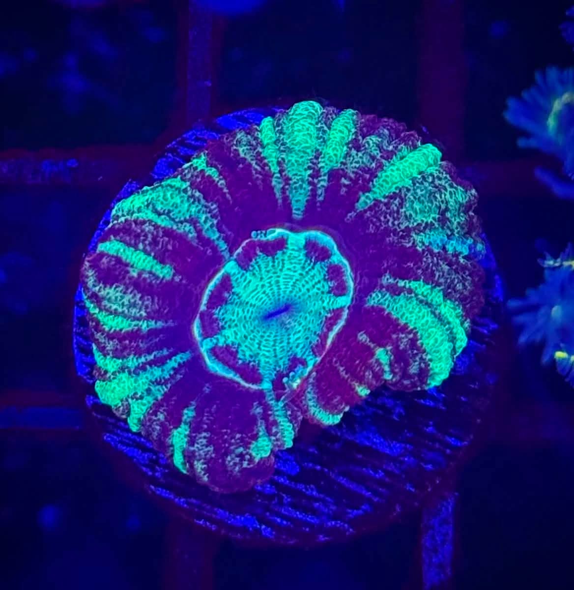 RSR Asian Acan