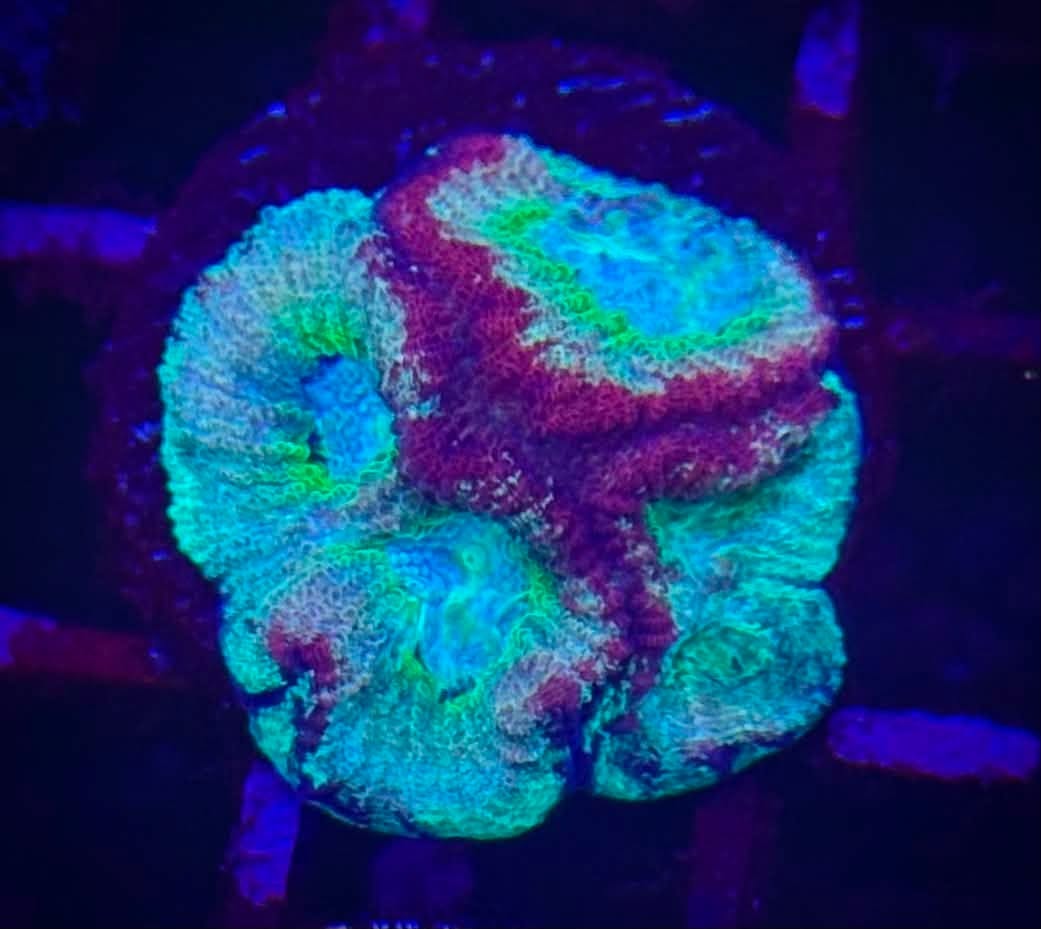RSR Rainbow Favia
