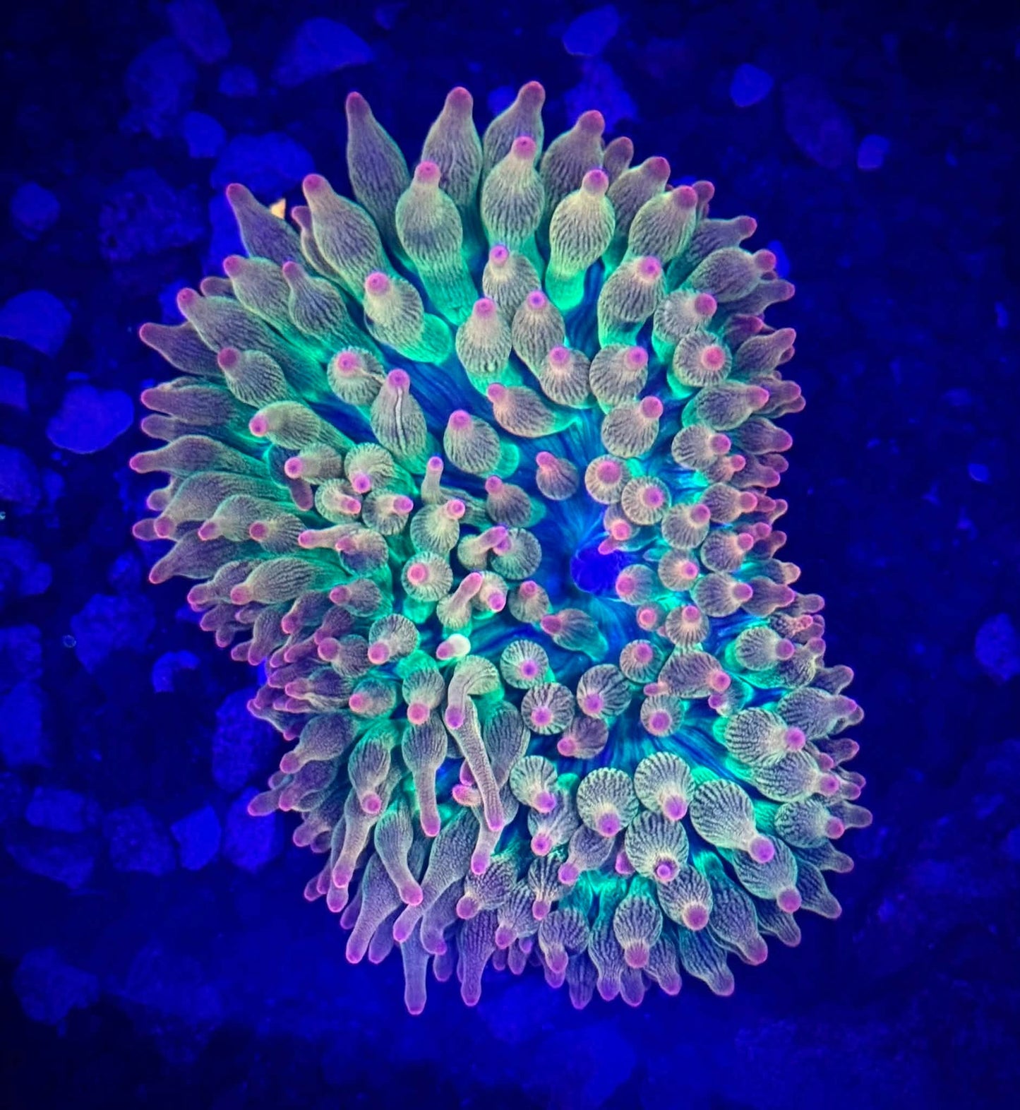 Large RBTA