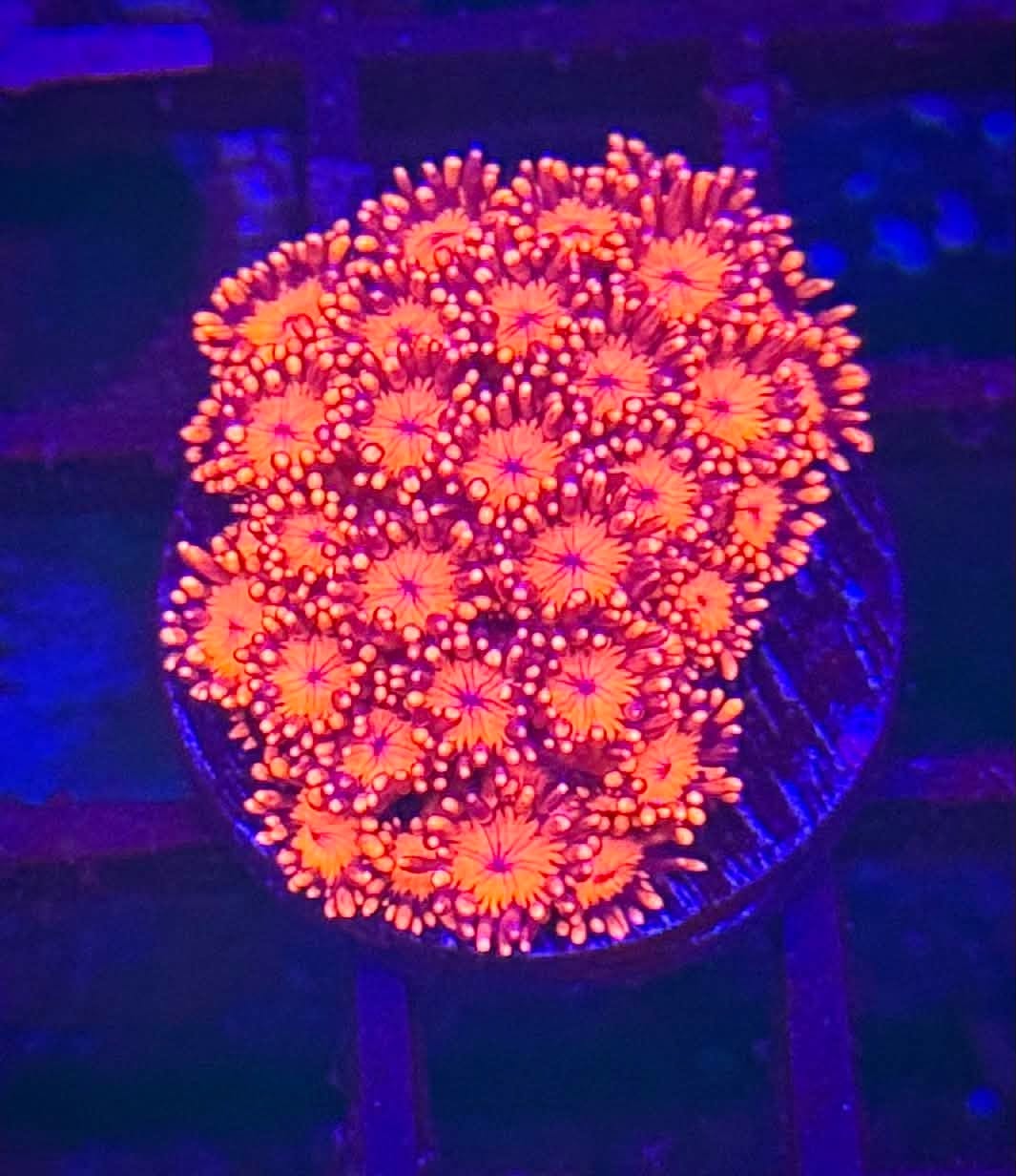 Red Goni Frag