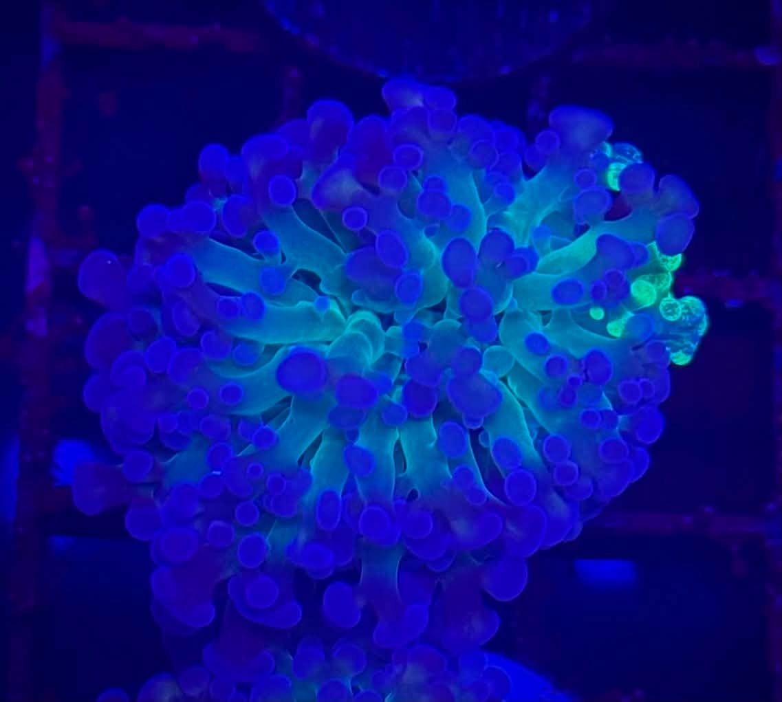 1hd Grafted Hammer