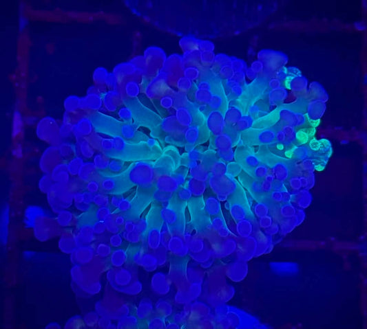 1hd Grafted Hammer