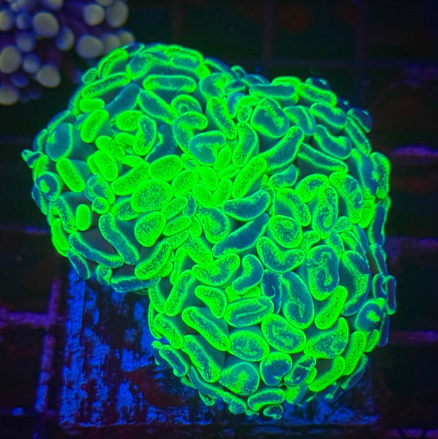 Splitting Yellow Splatter Hammer