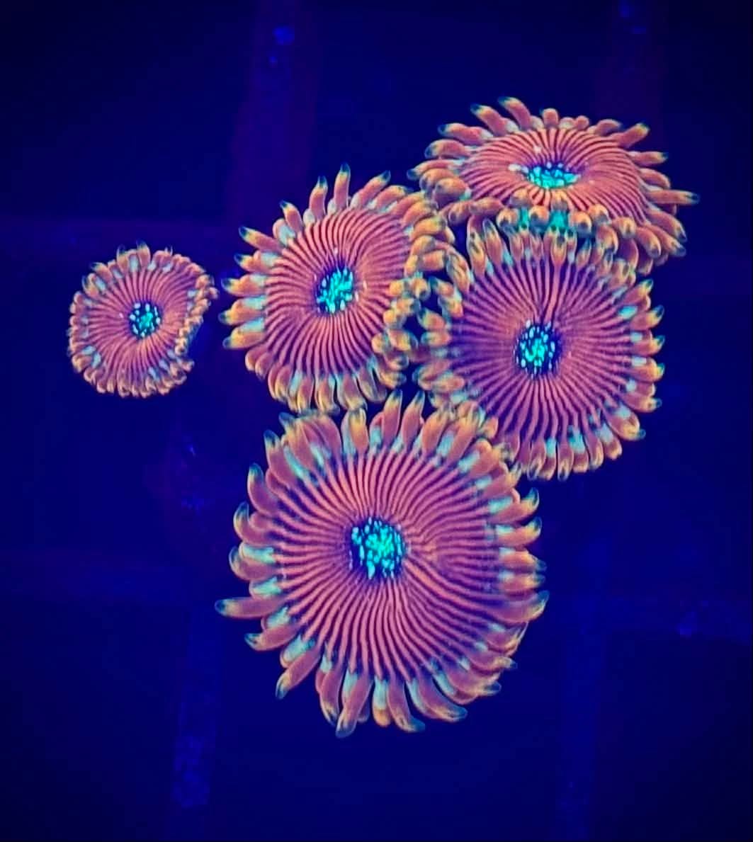 Magician Zoas