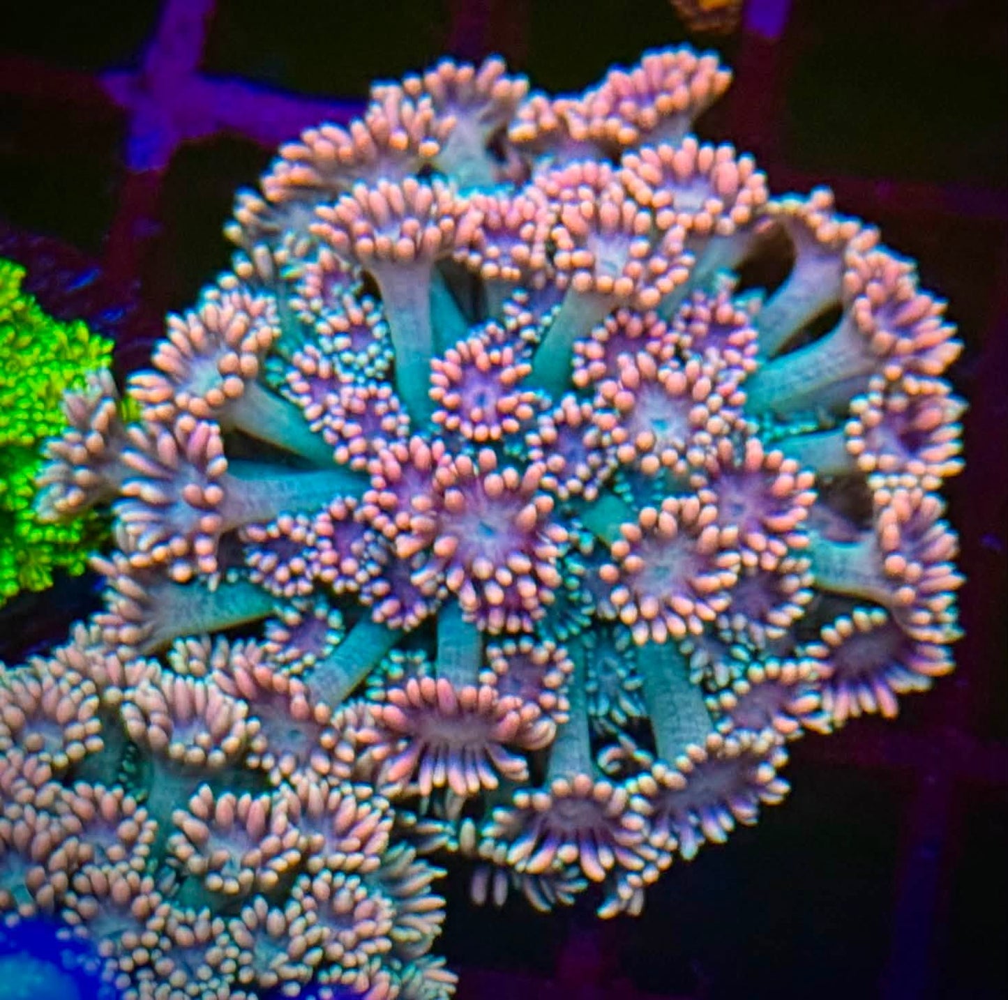 RSR Wonderland Goni Frag