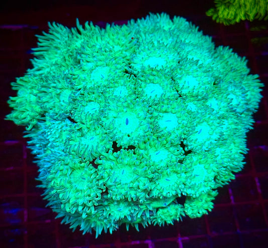 40-50hd Duncan Colony