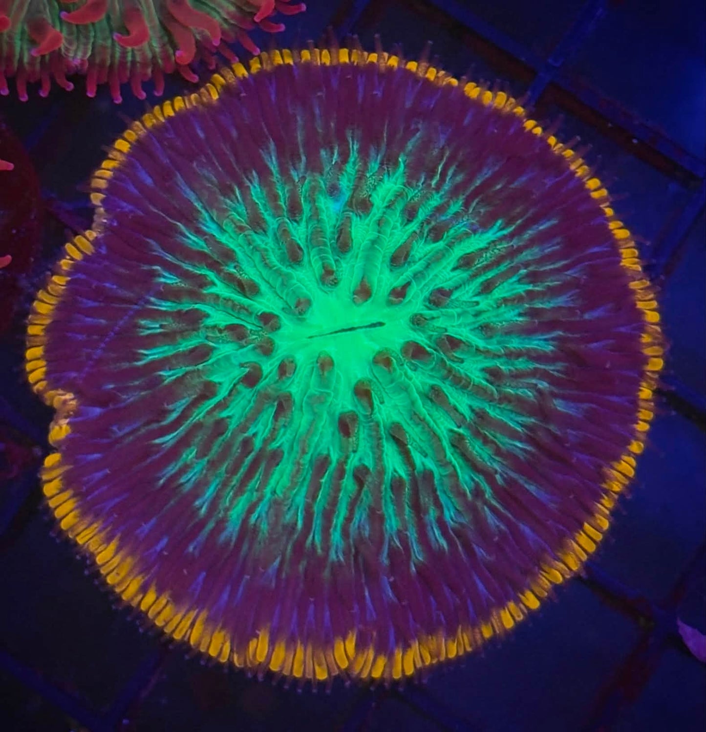 Rainbow Plate Coral