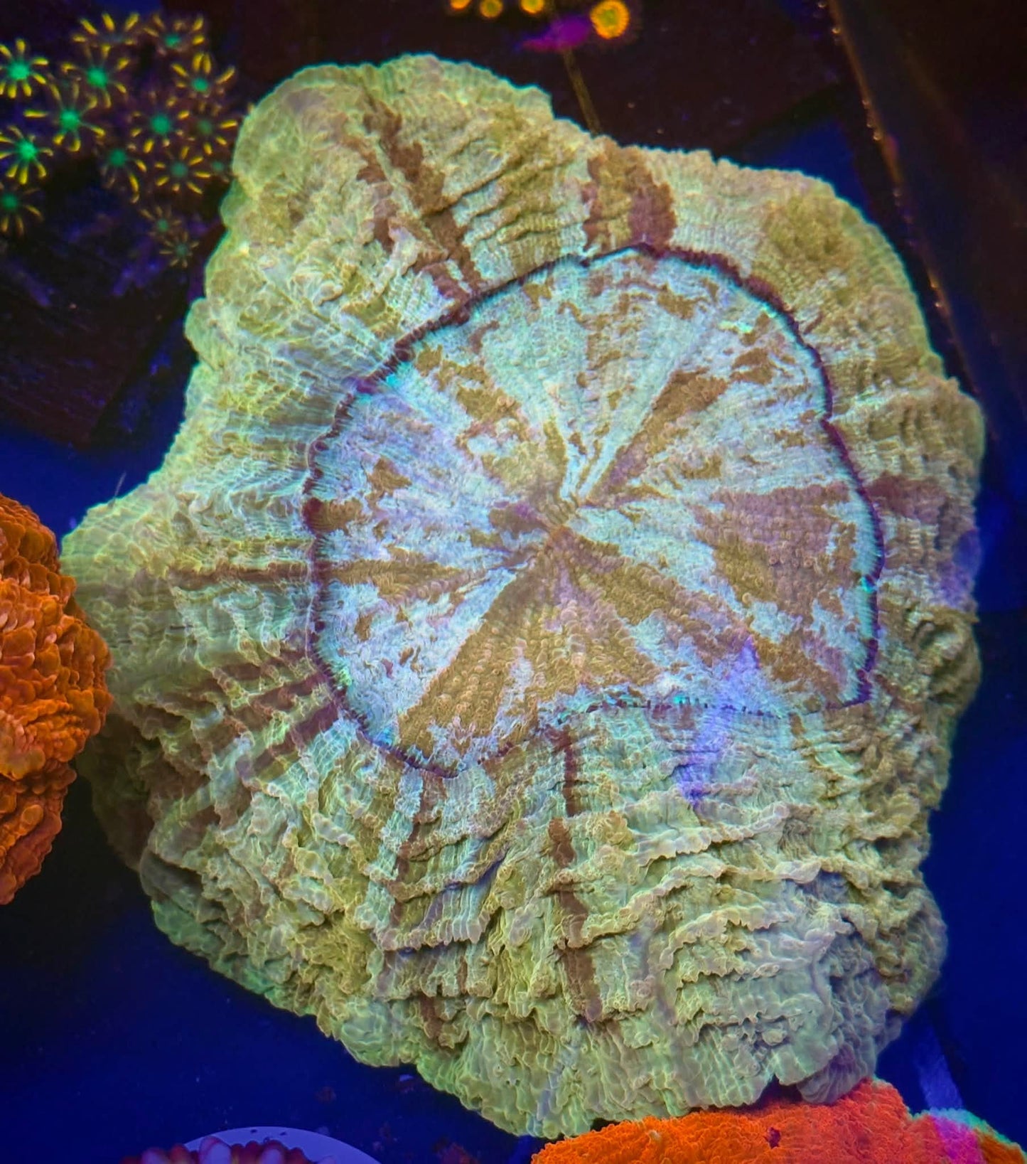 Gold Acantho