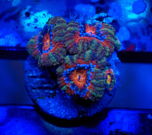 Rainbow Acan Lord Frag