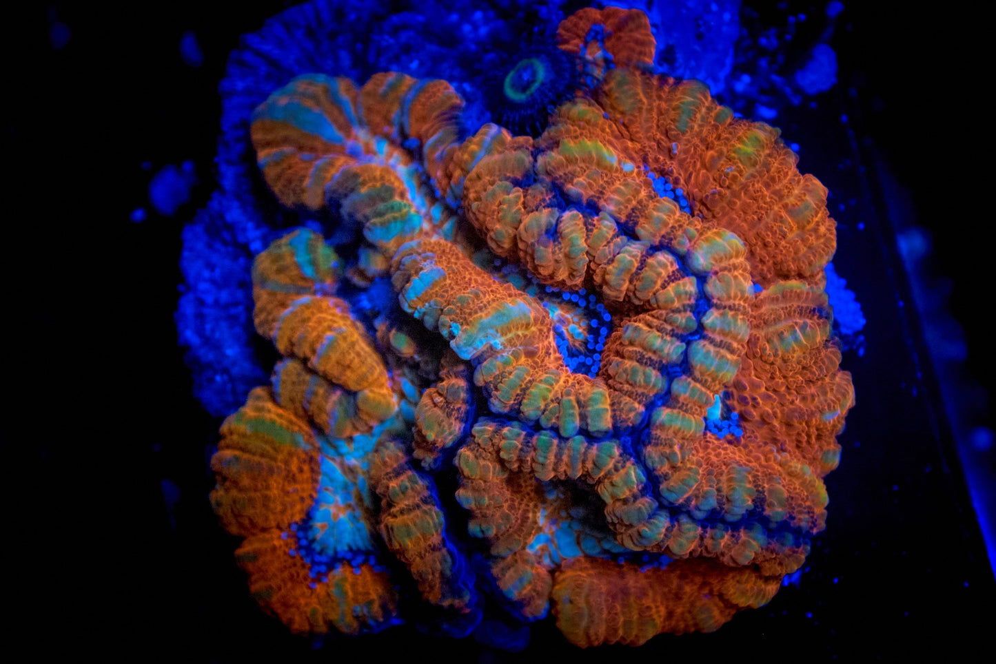 Acanthastrea wilsoni – Ultra Rainbow Colony