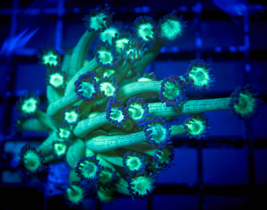 Glitter Goniopora Coral (WYSIWYG)