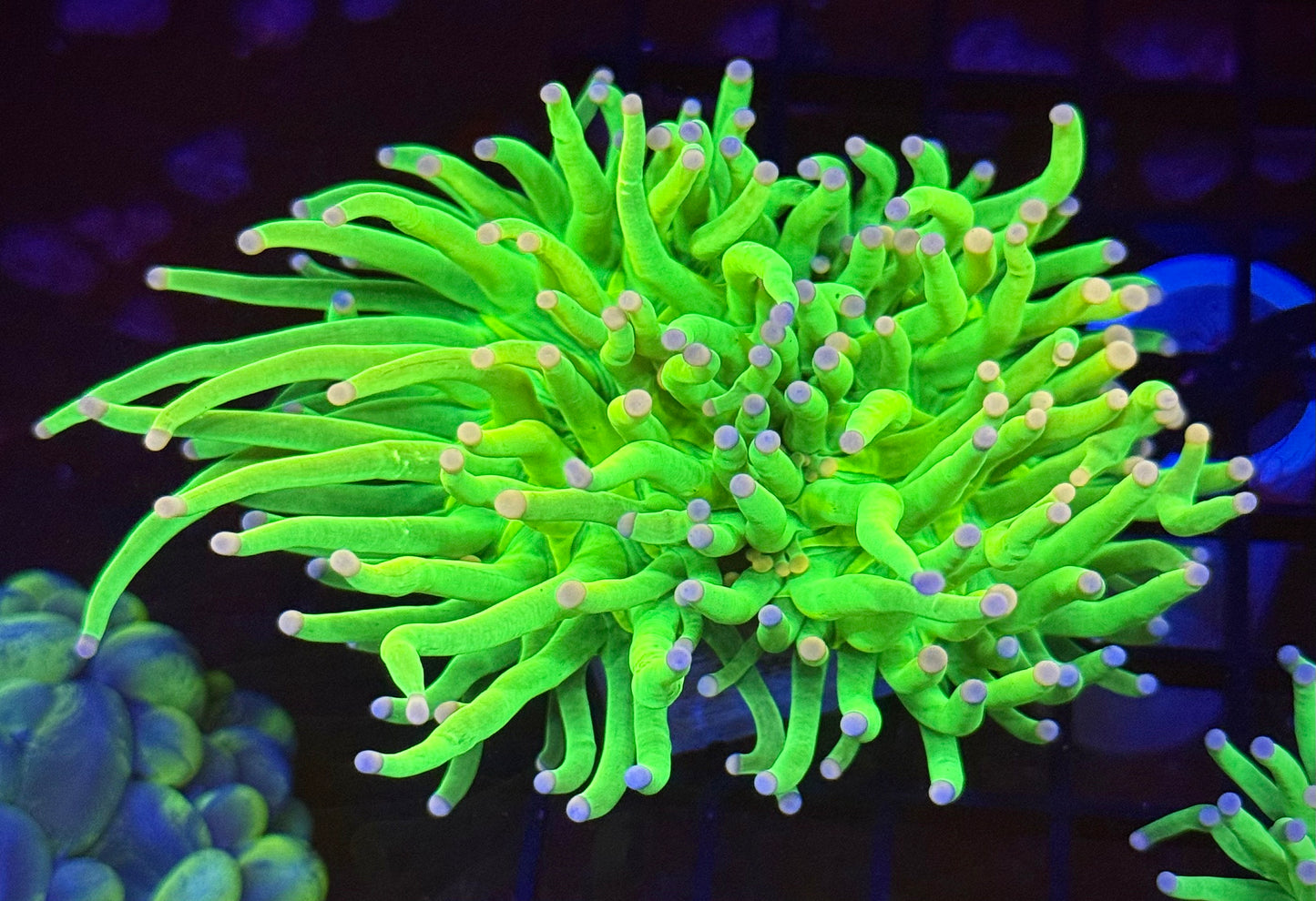 Cotton Candy Holy Grail Torch Coral