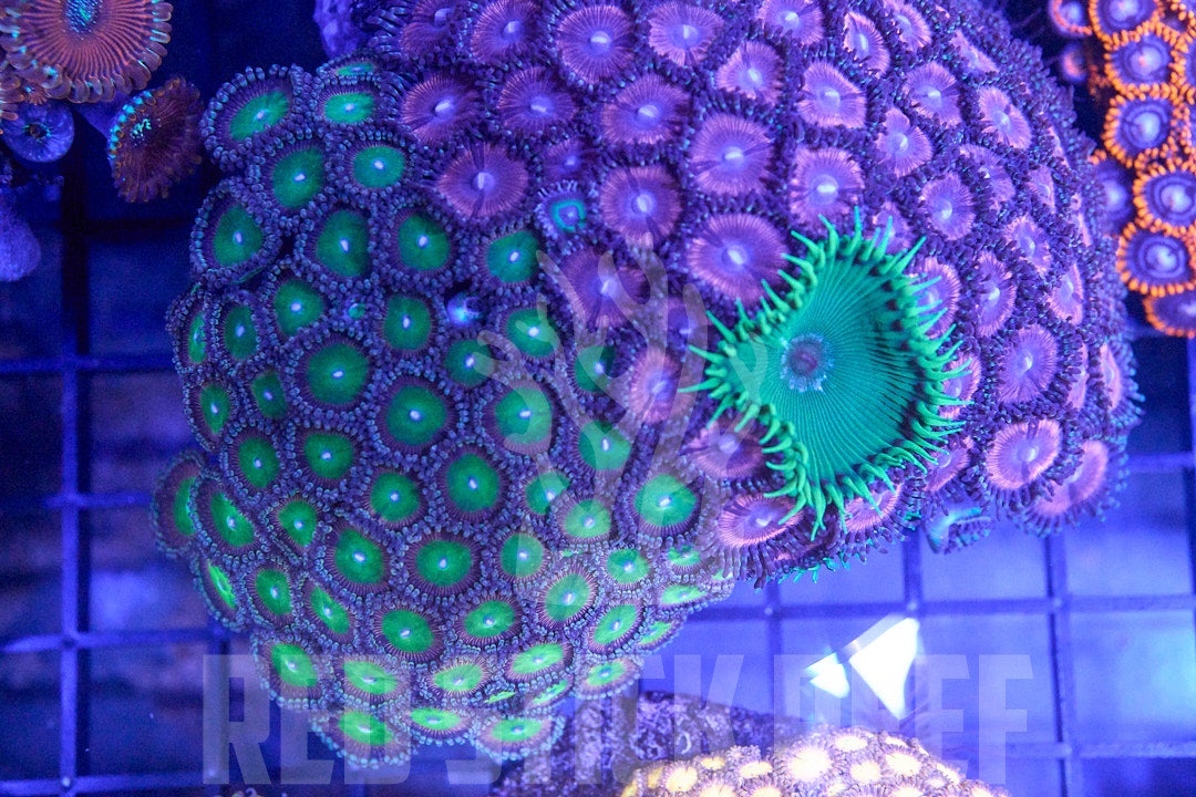 Zoa Garden