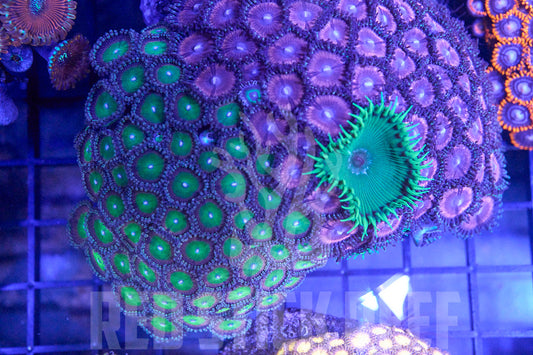 Zoa Garden