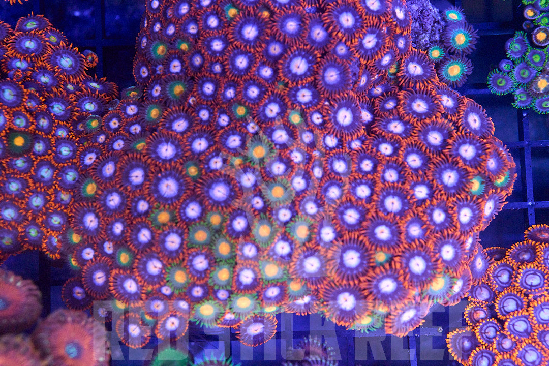 Mixed Zoa Colony