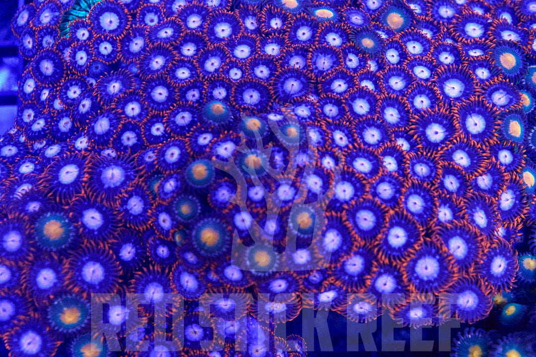 Mixed Zoa Colony