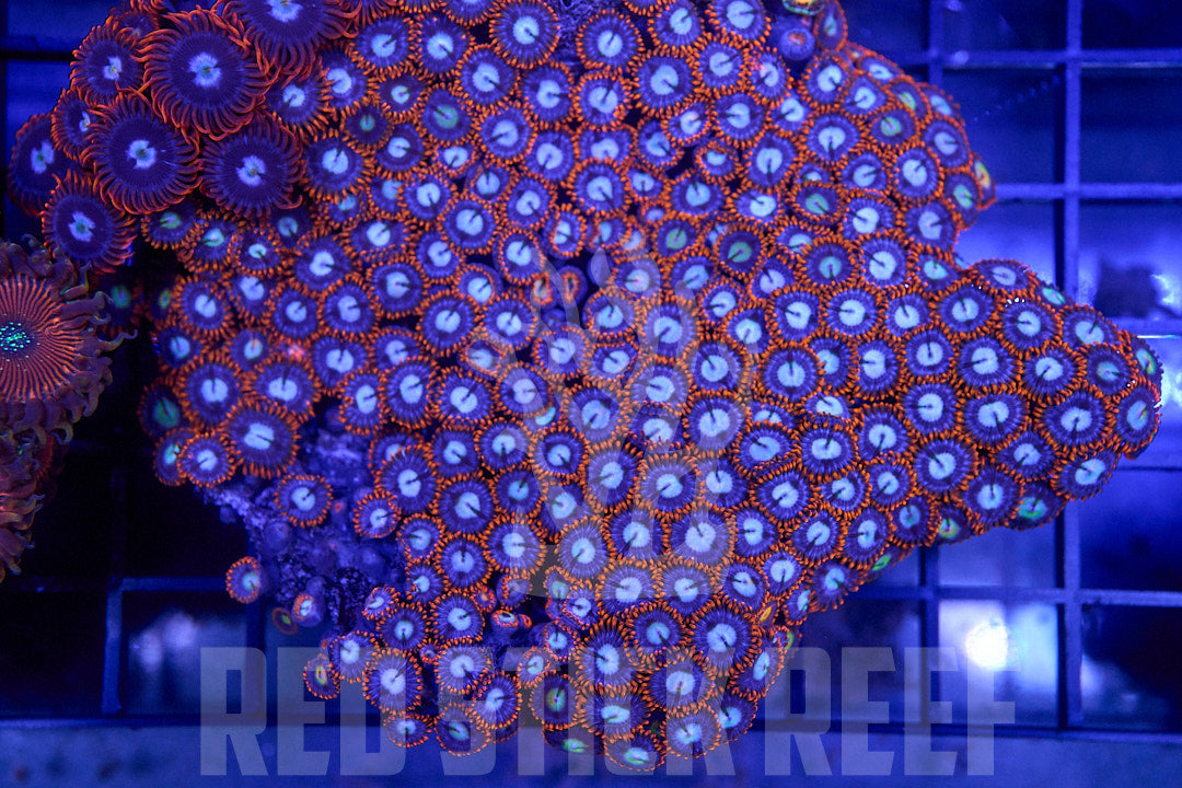 Mixed Zoa Colony