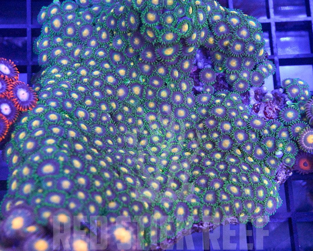 Mixed Zoa Colony