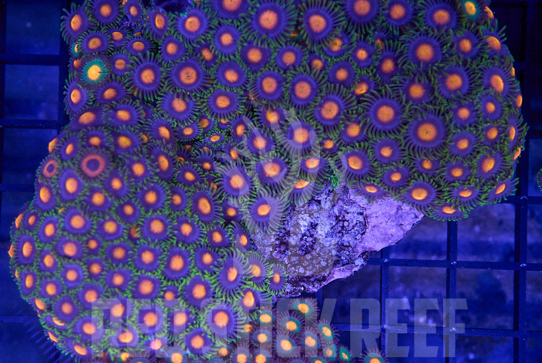 Mixed Zoa Colony