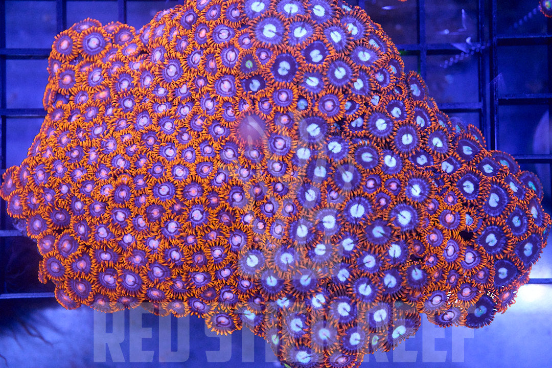 XL Zoa Colony