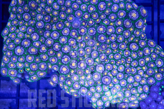 XL Blueberry Zoa Colony