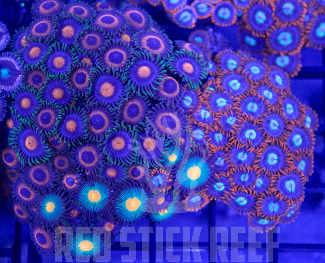 Mixed Zoa Garden