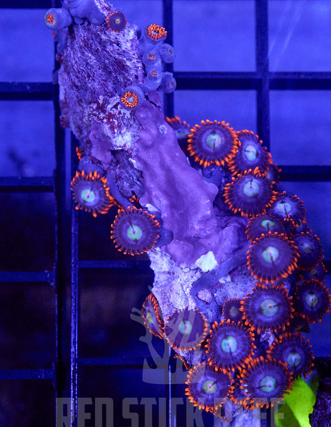 Zoa Mini Colony