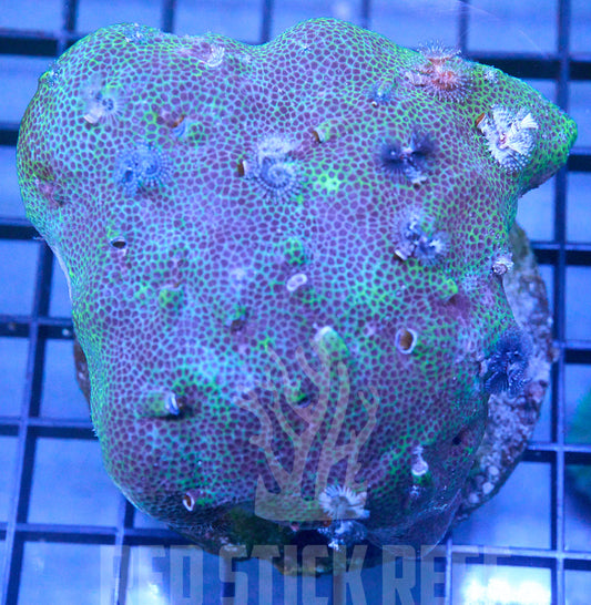 Christmas Tree Worm Rock