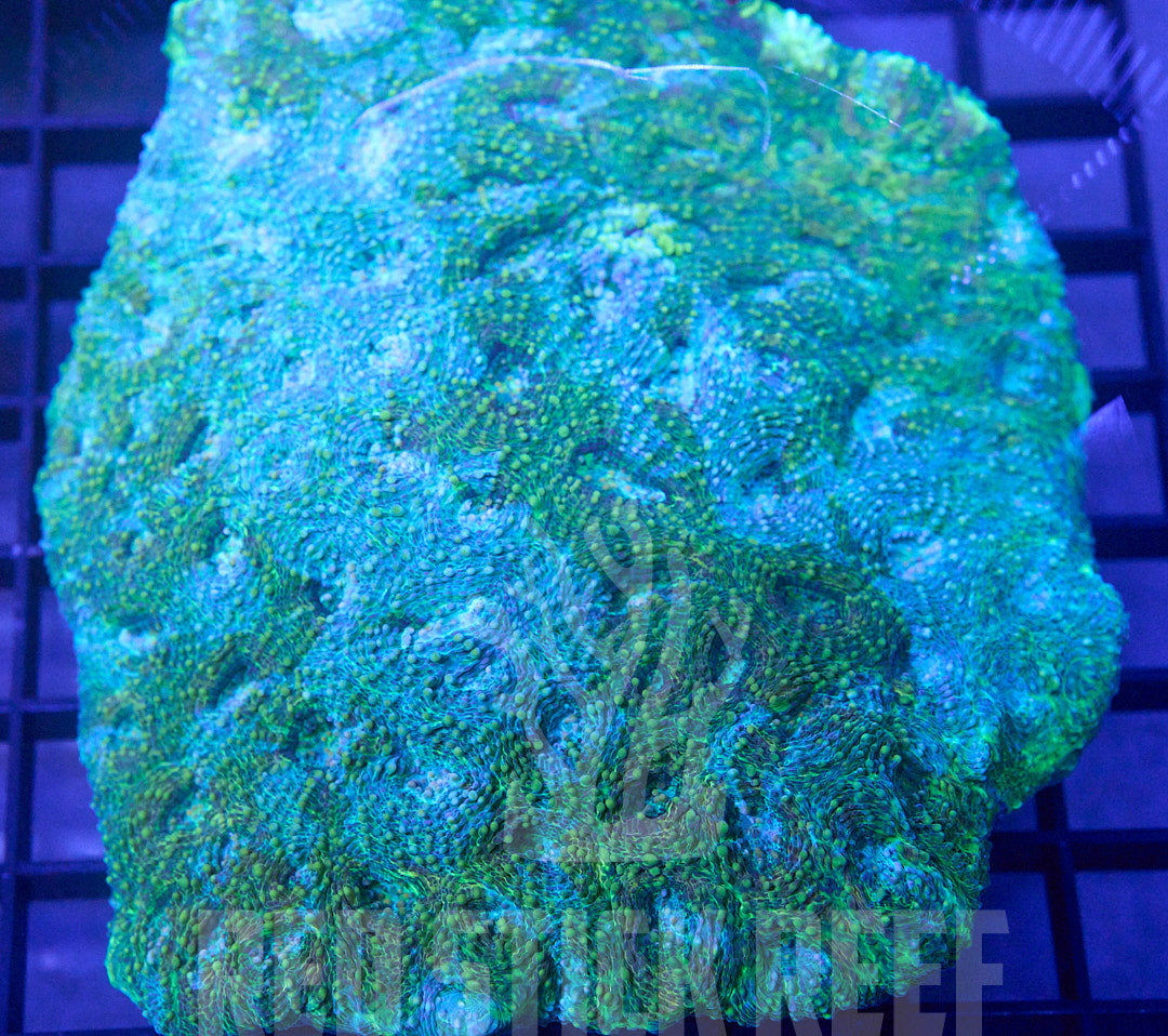Echinata Coral