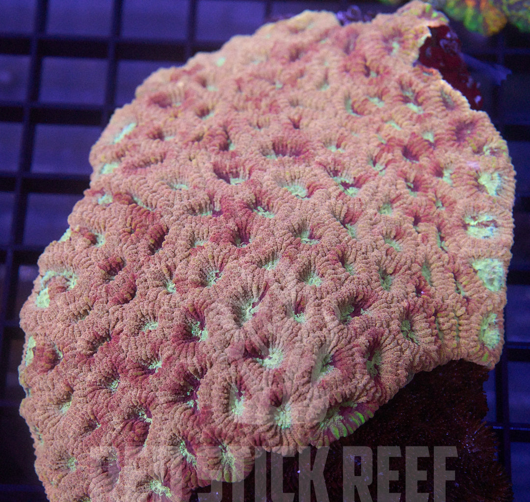 Ultra Acan Echinata Colony